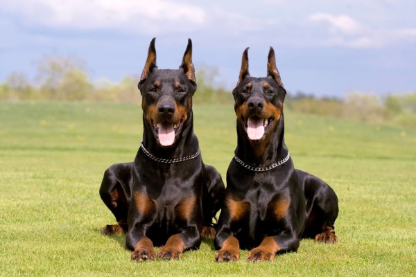 Doberman