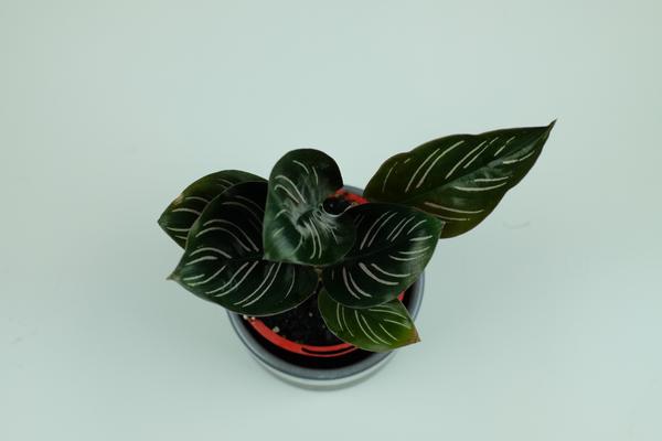 calathea