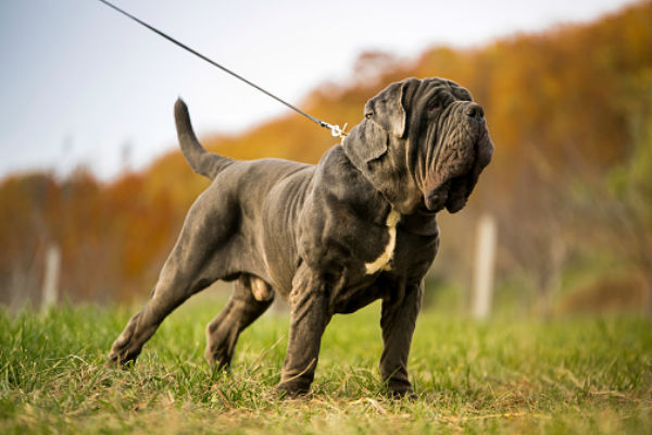 mastiff